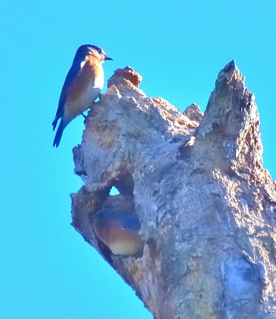 salašník modrý - ML643236553