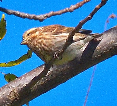 hýl nachový - ML643236562