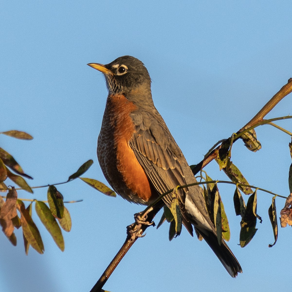 American Robin - ML643236565