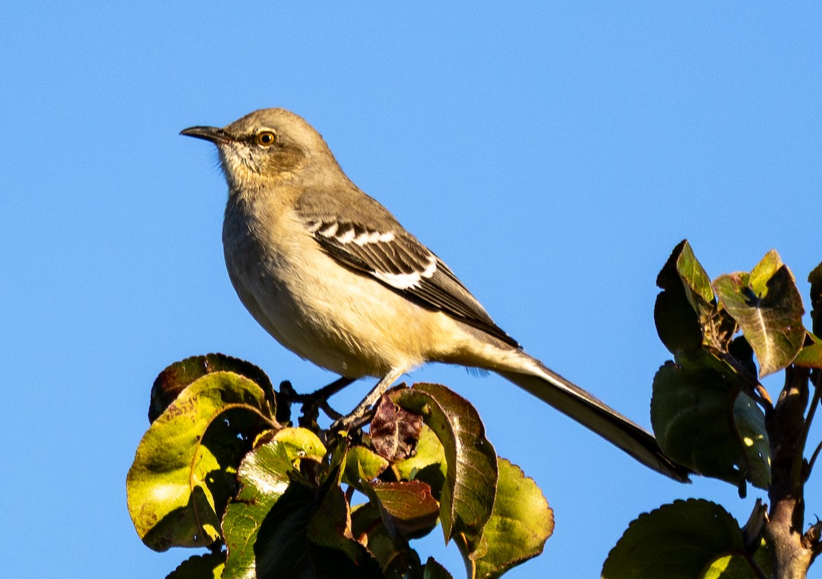 Northern Mockingbird - ML643236568