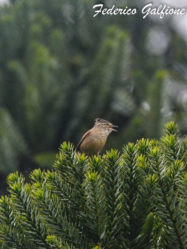 Araucaria Tit-Spinetail - ML643236573
