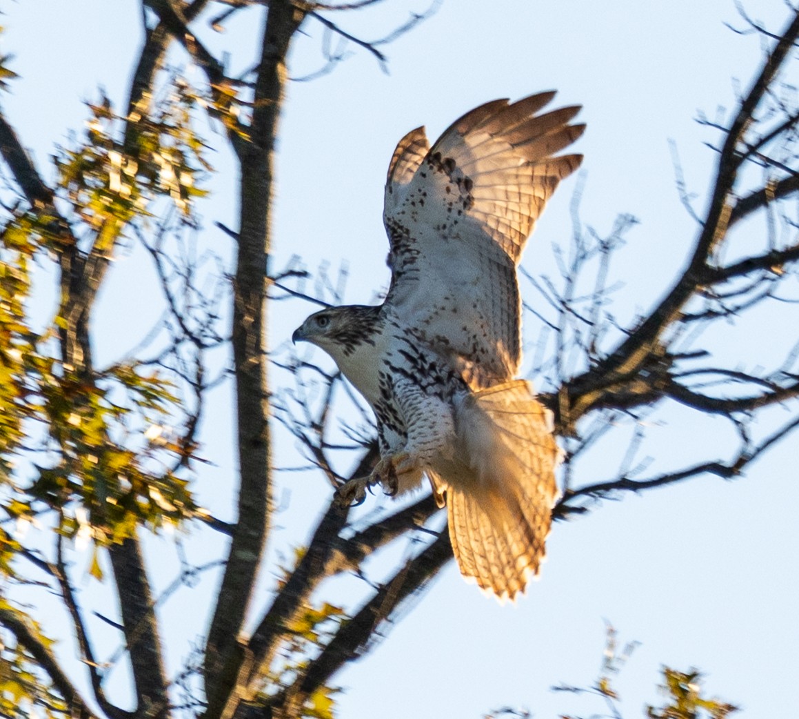 Red-tailed Hawk - ML643236578