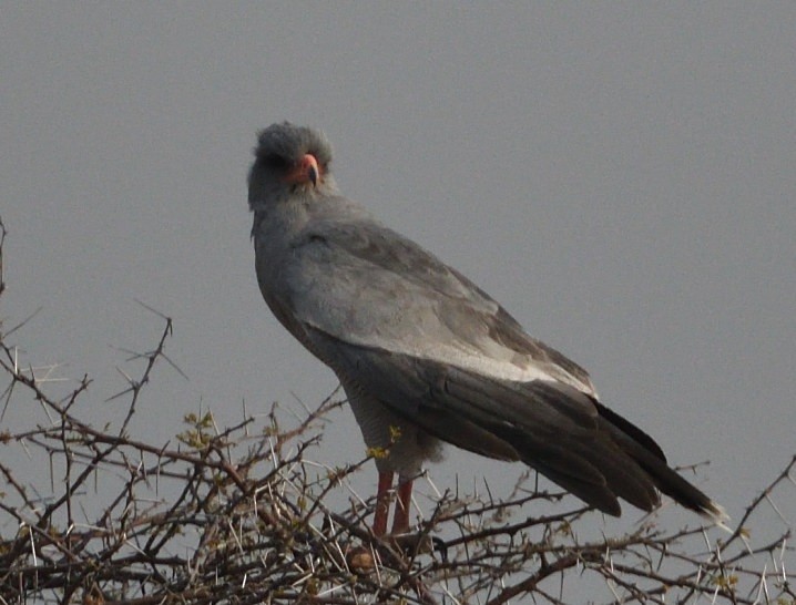 Pale Chanting-Goshawk - ML643236579