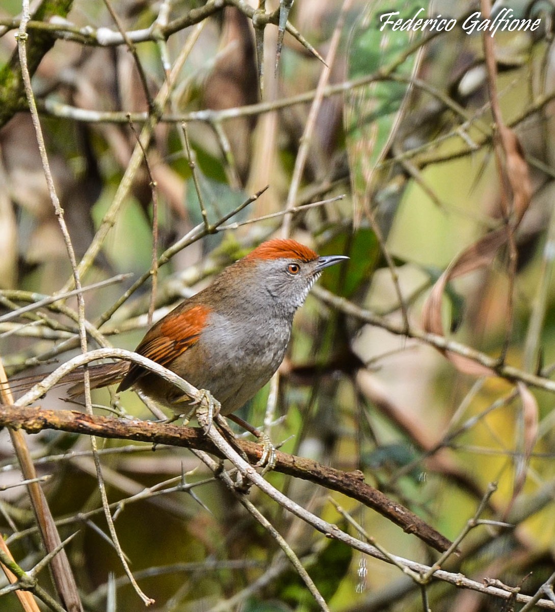Spix's Spinetail - ML643236584