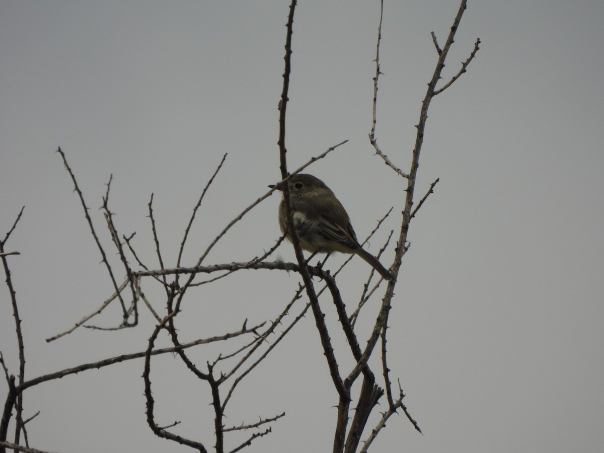 Gray Flycatcher - ML643236616