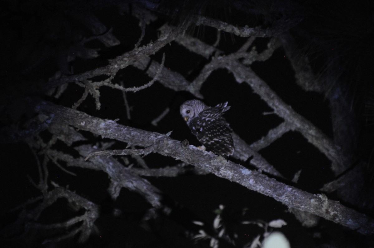 メキシコフクロウ - ML643236655