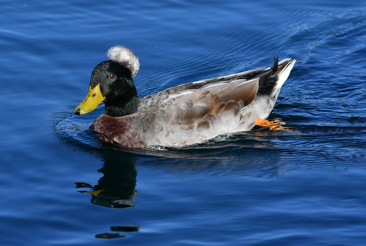 Mallard (Domestic type) - ML643236663