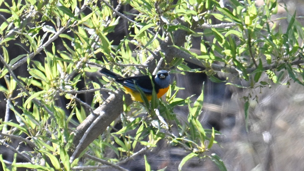 Blue-and-yellow Tanager - ML643236715