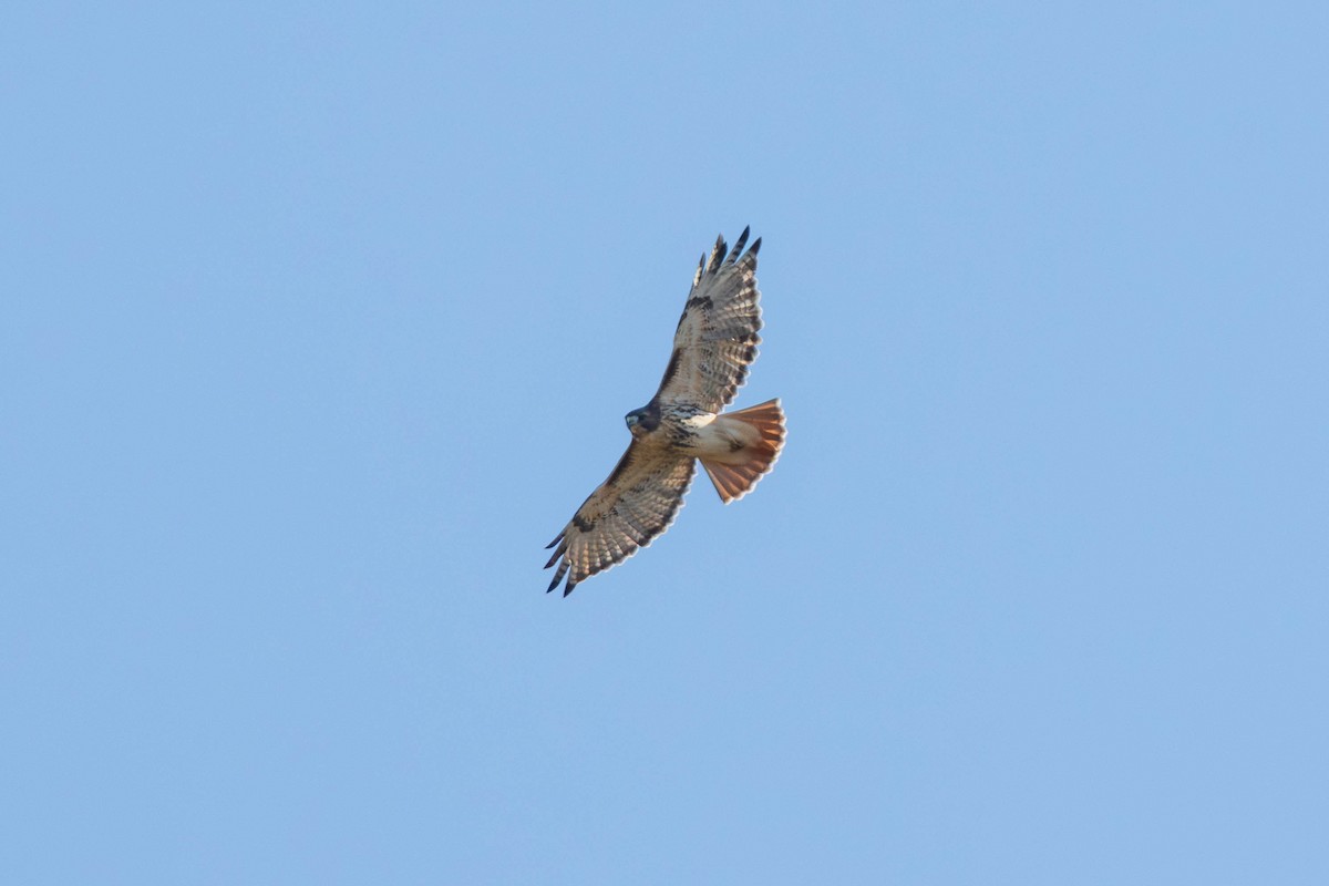 Red-tailed Hawk - ML643236729