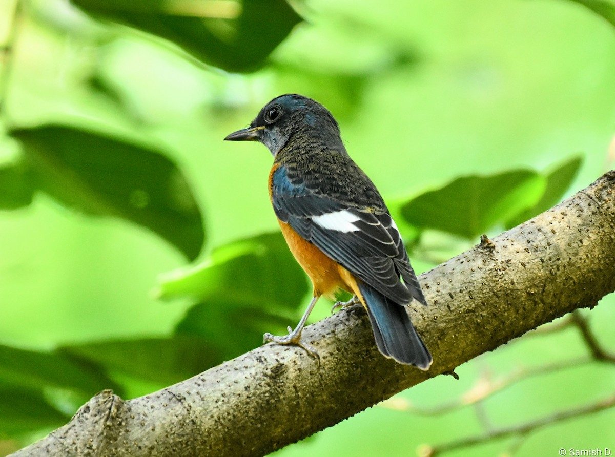 Blue-capped Rock-Thrush - ML643236771