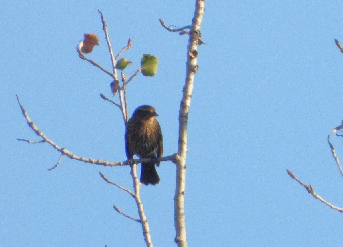 Red-winged Blackbird - ML643236815