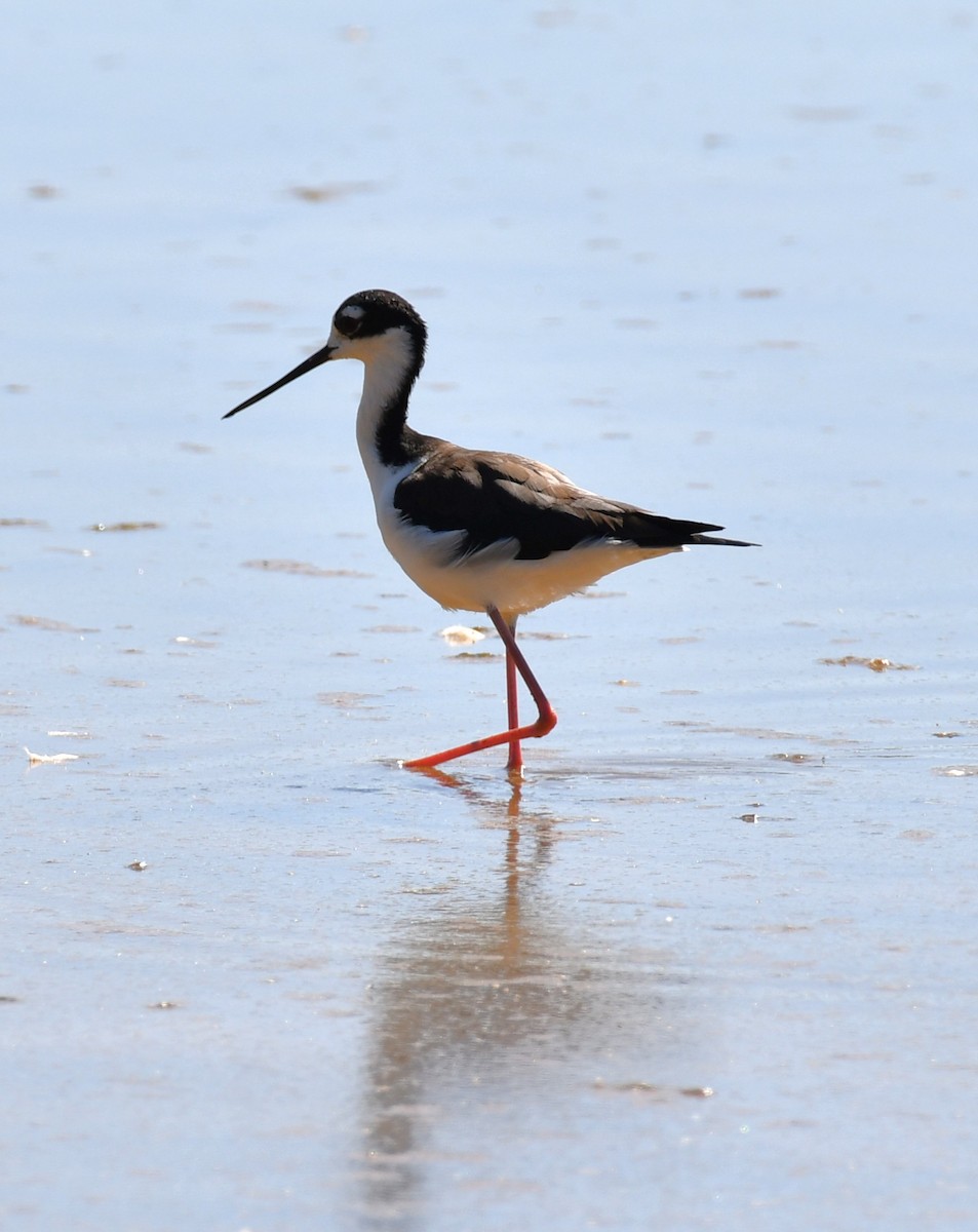 Black-necked Stilt - ML643236818