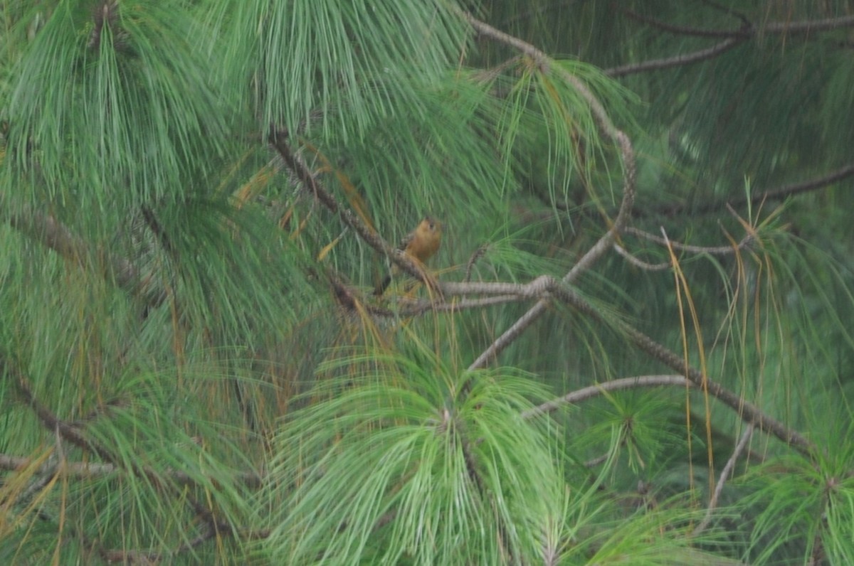 Tufted Flycatcher - ML643236832