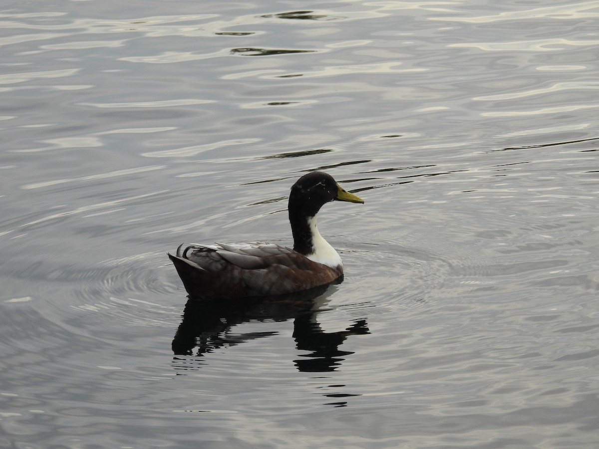 Mallard (Domestic type) - ML643236843