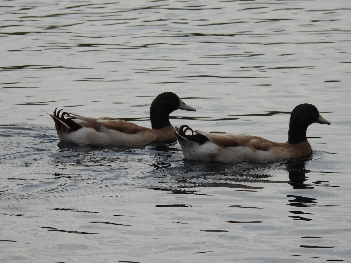 Mallard (Domestic type) - ML643236844