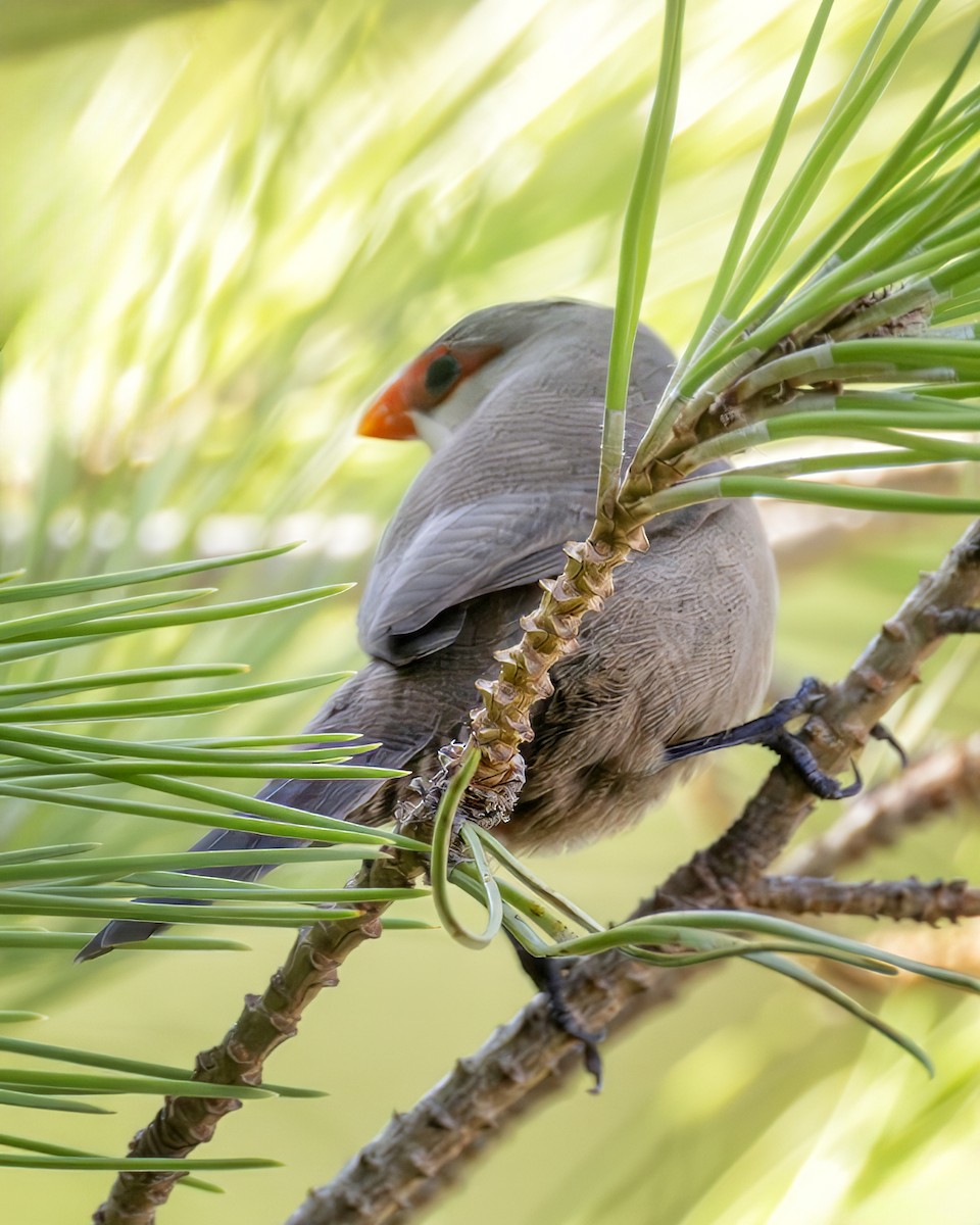 Common Waxbill - ML643236850