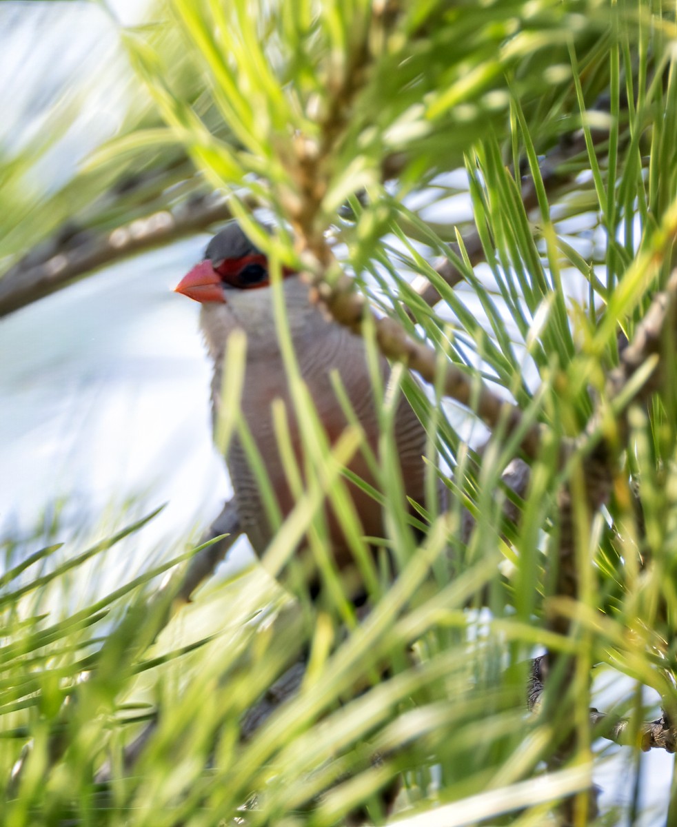 Common Waxbill - ML643236851
