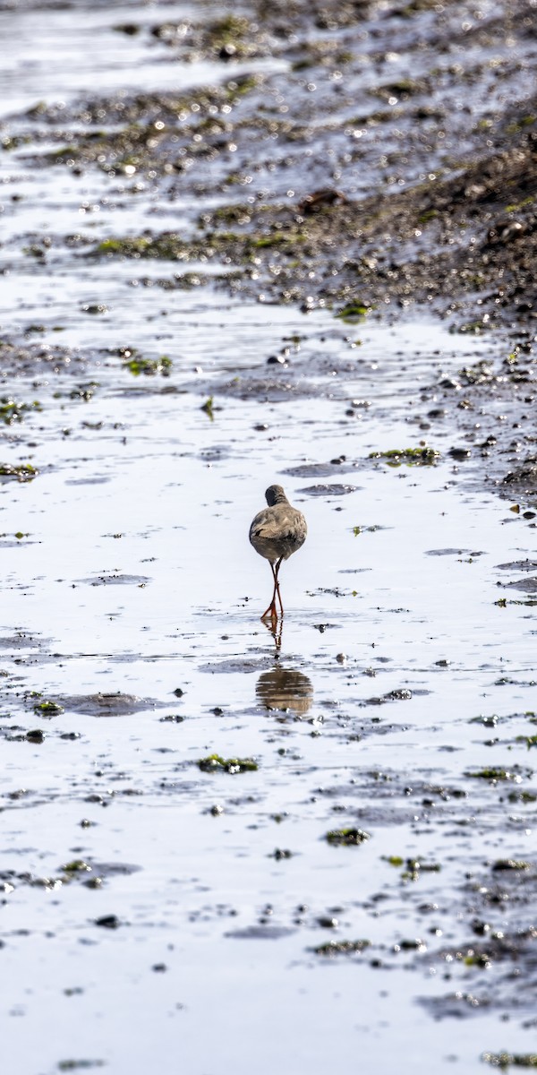 Common Redshank - ML643236862