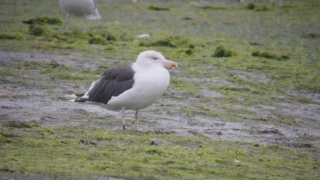 Great Black-backed Gull - ML643236888
