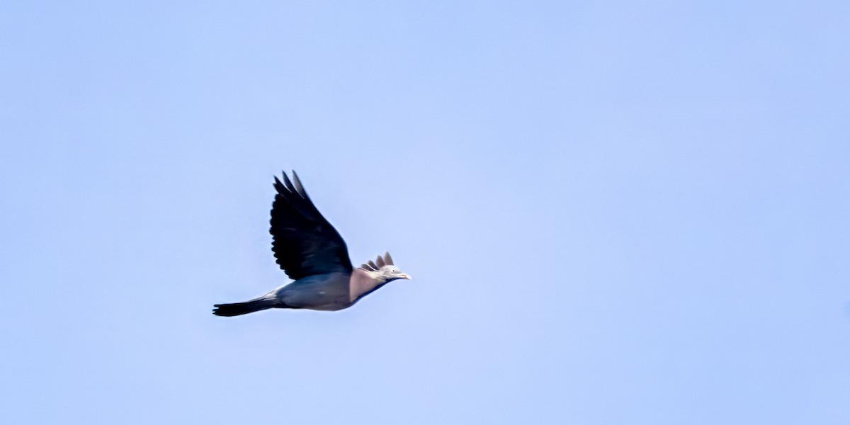 Common Wood-Pigeon - ML643236889