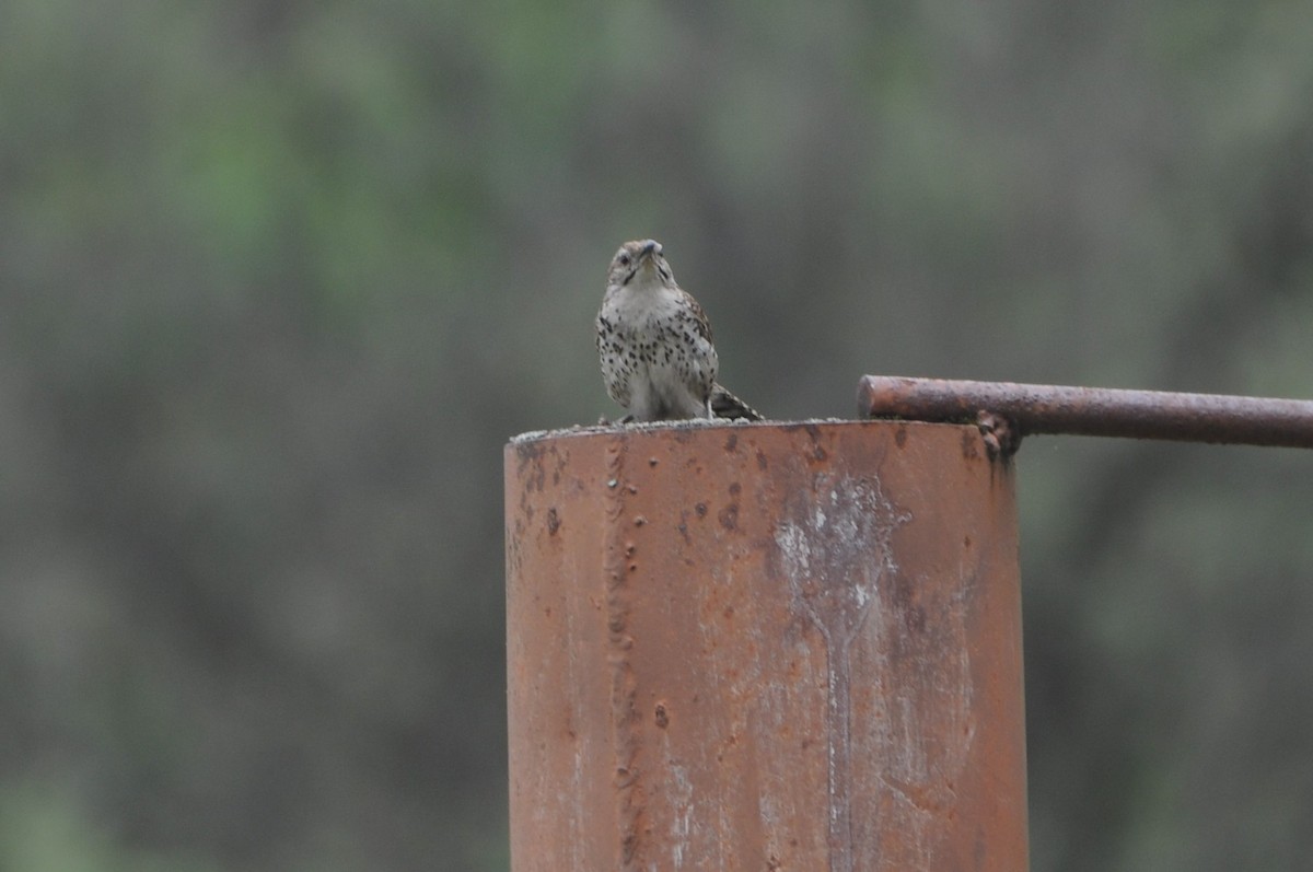 Spotted Wren - ML643236896