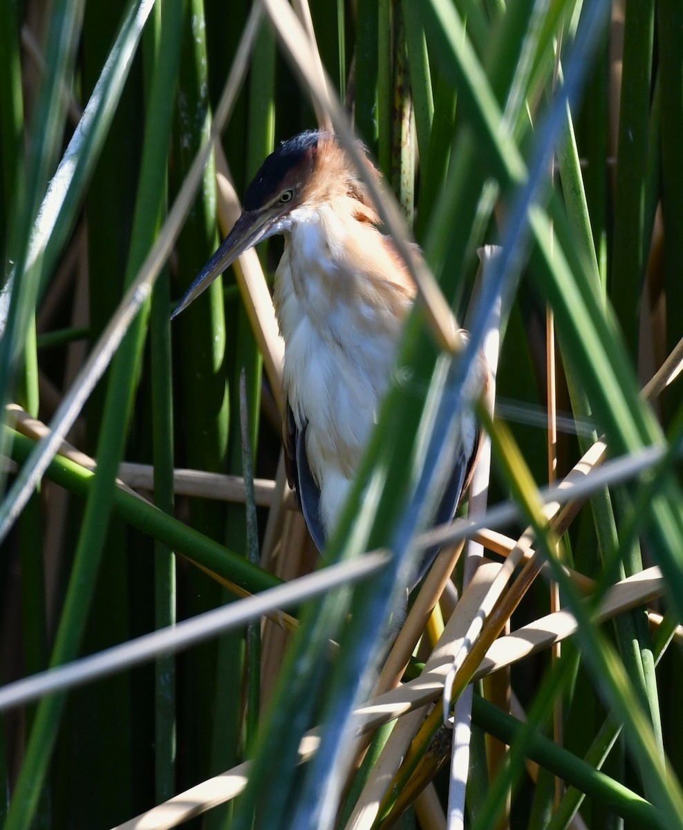 Least Bittern - ML643236898
