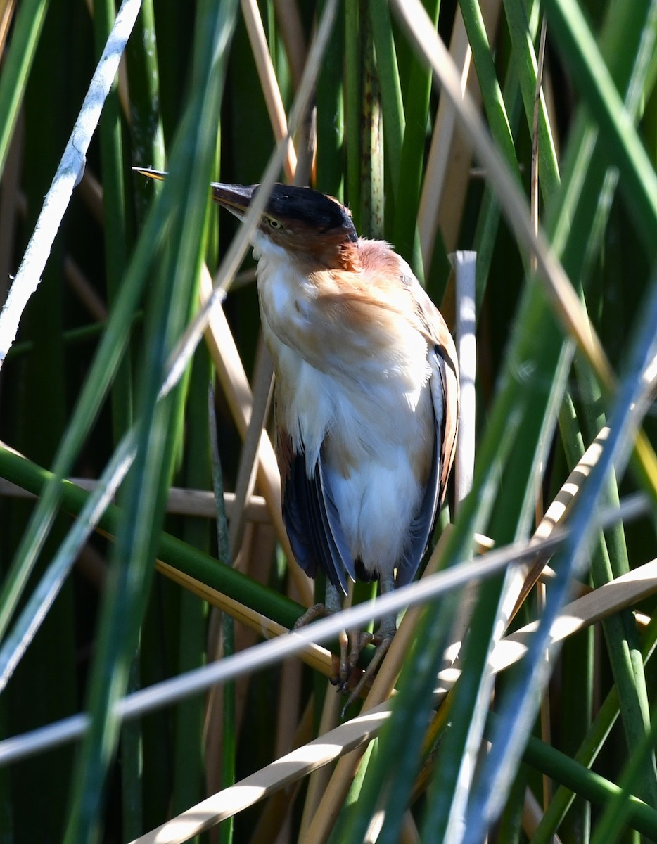 Least Bittern - ML643236899