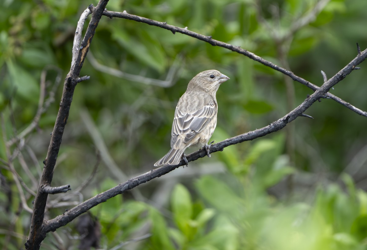 House Finch - ML643236916