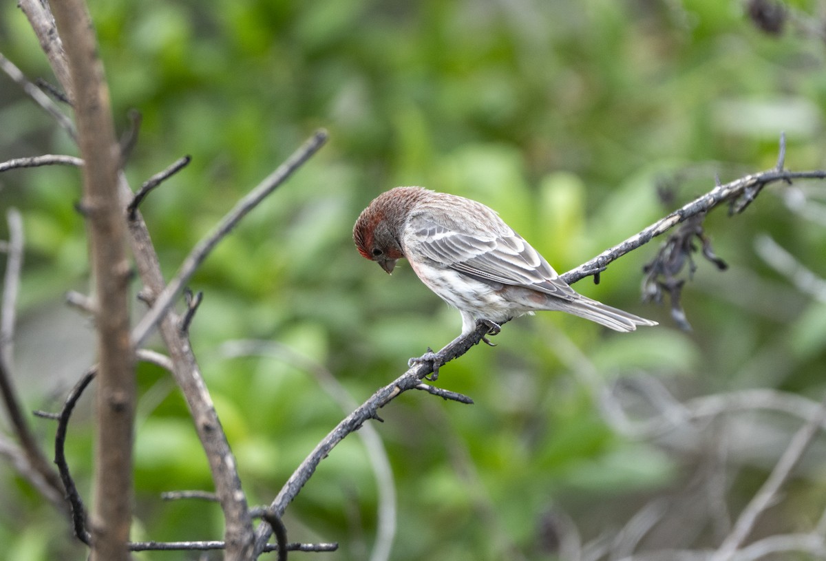 House Finch - ML643236922