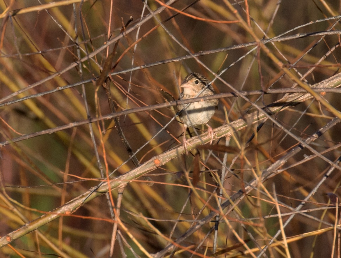 Grasshopper Sparrow - ML643236926