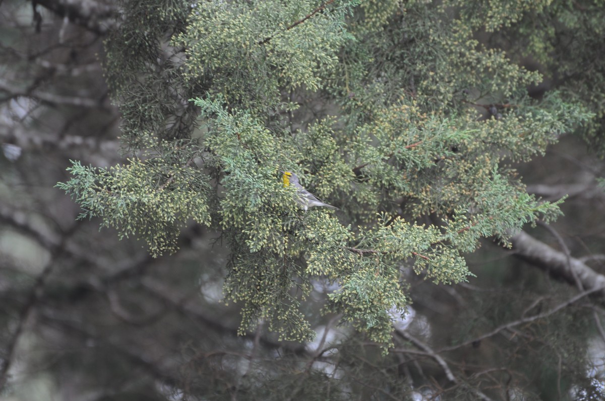 Grace's Warbler - ML643236937