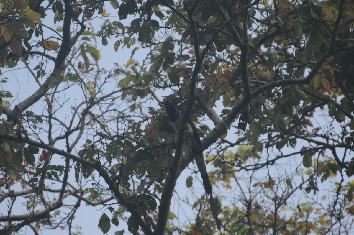 Black-throated Magpie-Jay - ML643236984