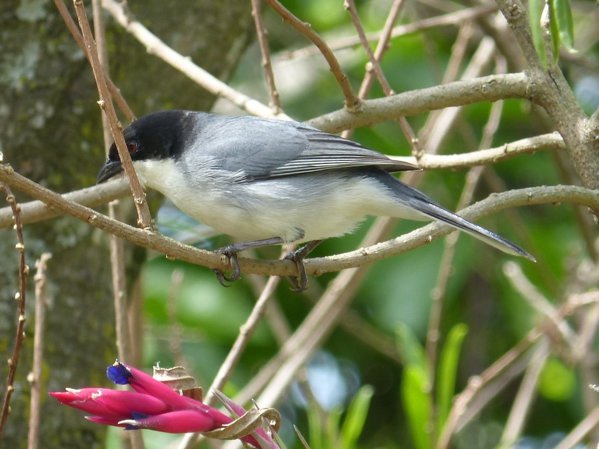 Black-capped Warbling Finch - ML643237003