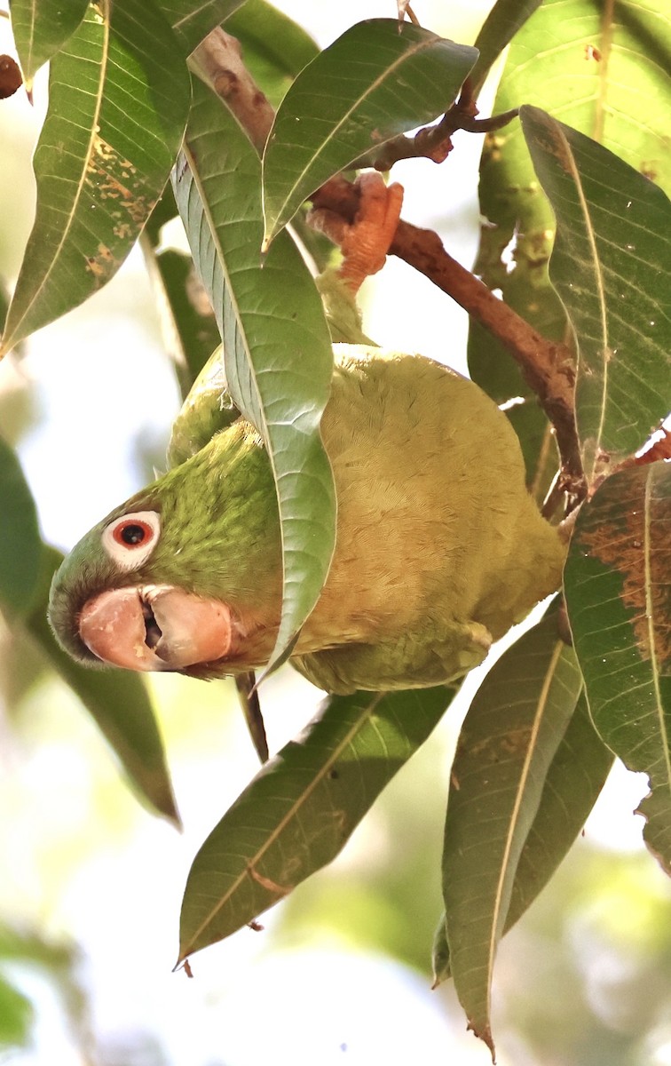 Conure pavouane - ML643237026