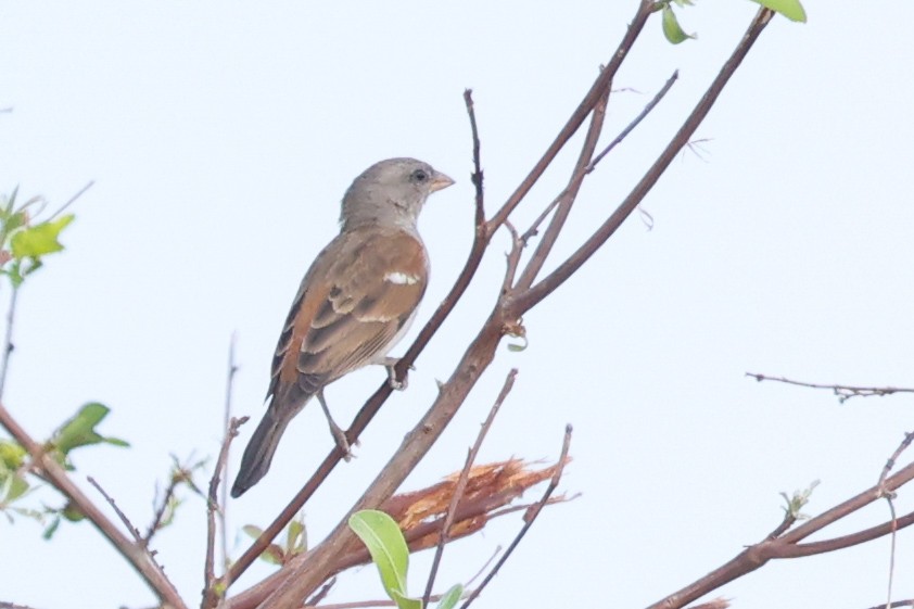 Southern Gray-headed Sparrow - ML643237035
