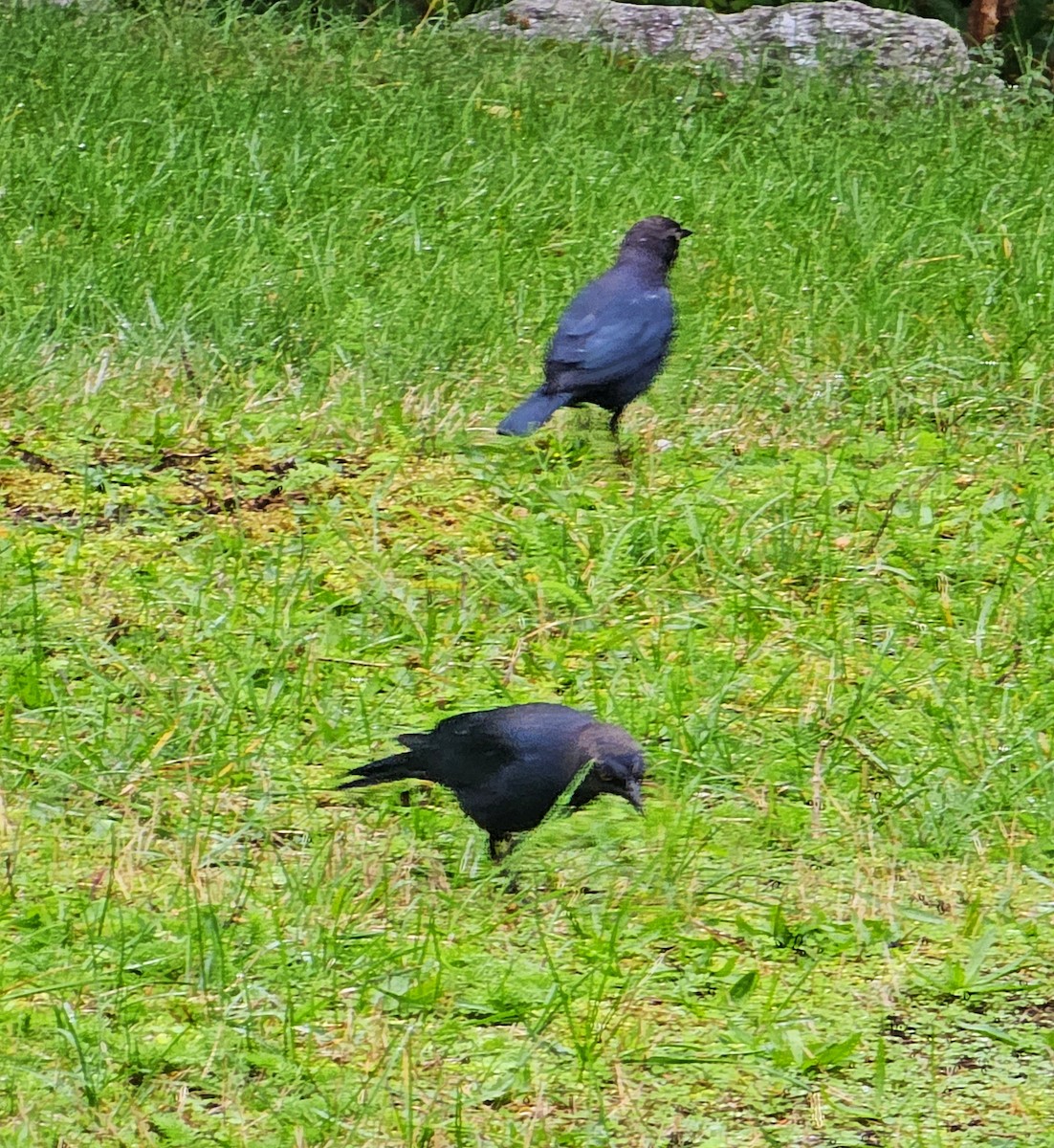 Brewer's Blackbird - ML643237054