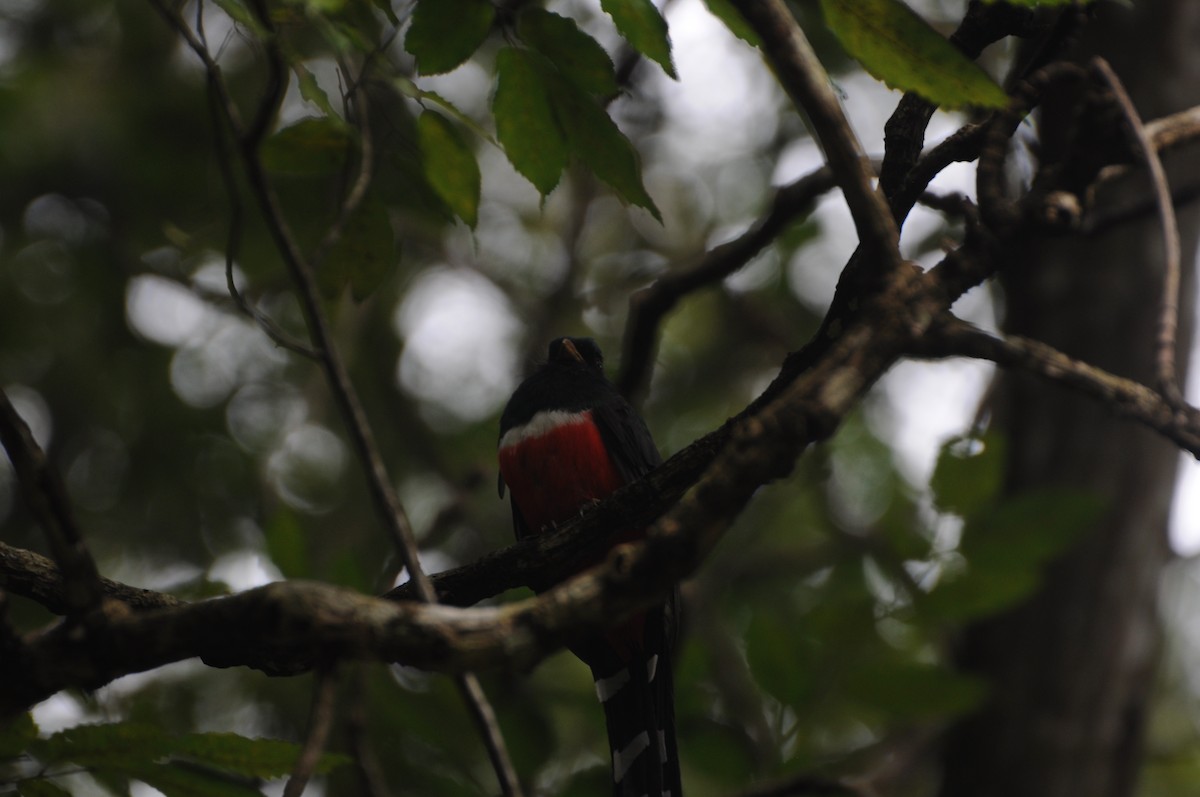 Bronzetrogon - ML643237117