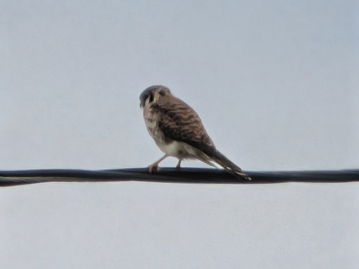 American Kestrel - ML643237121