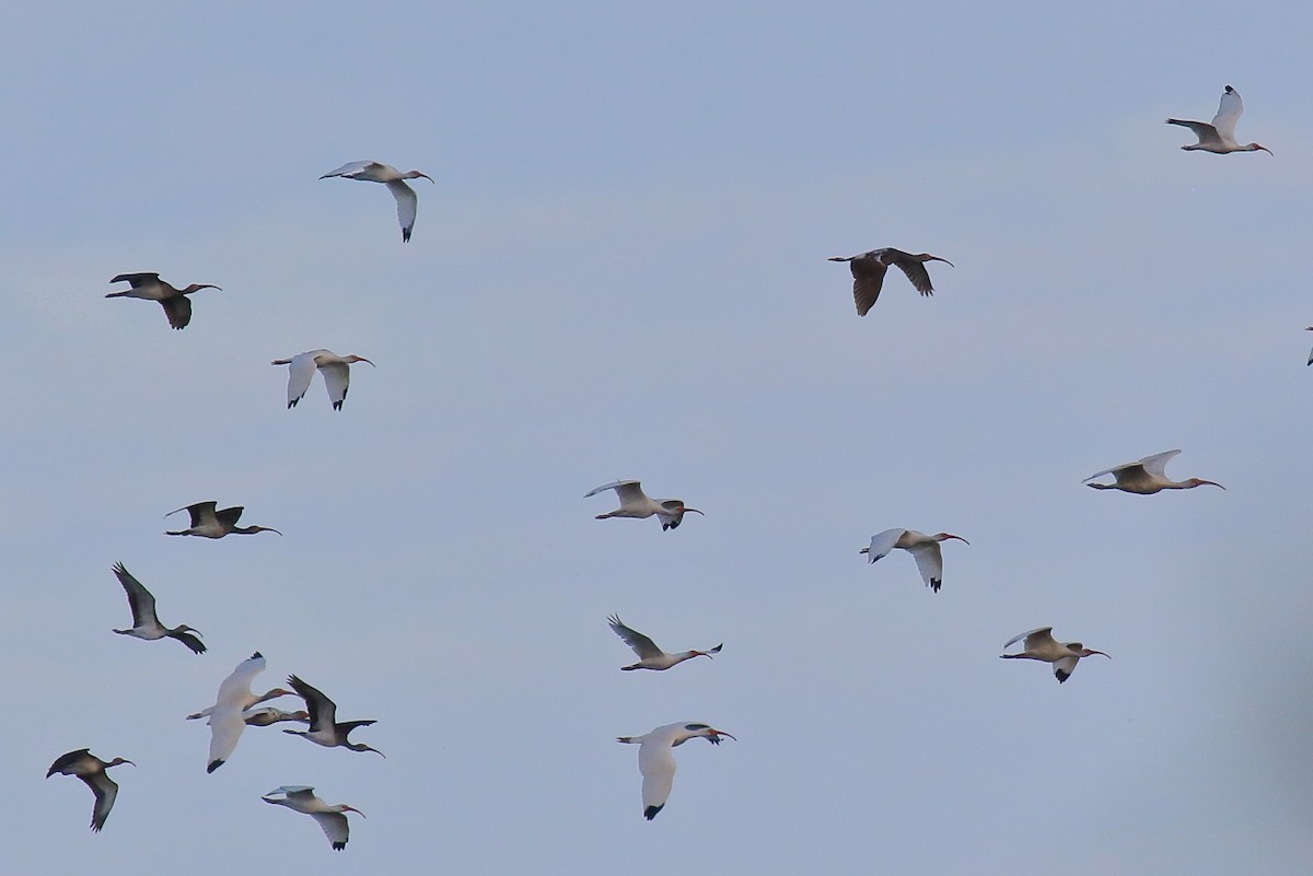 White Ibis - ML643237128