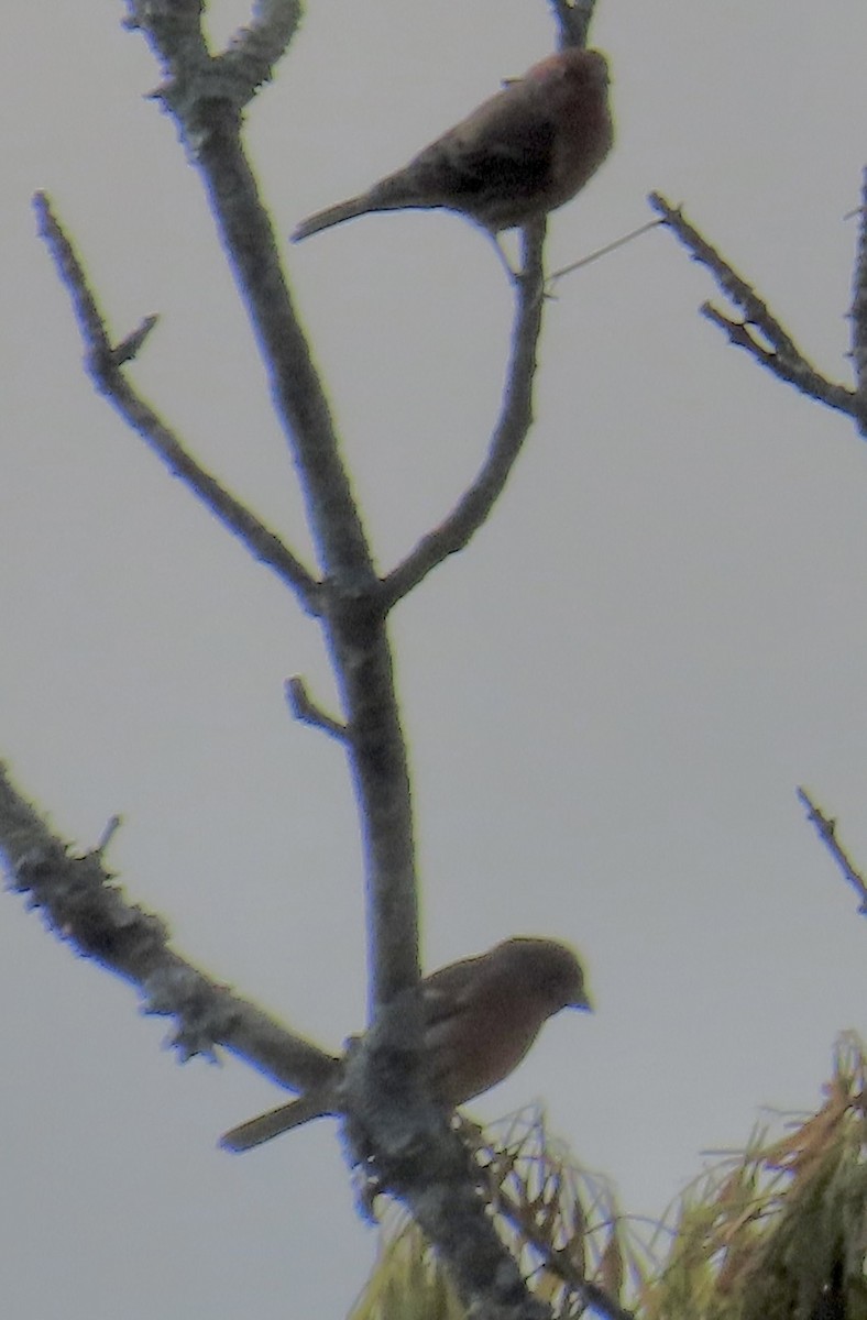 House Finch - ML643237147