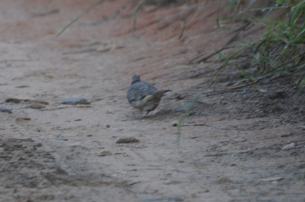 Inca Dove - ML643237155