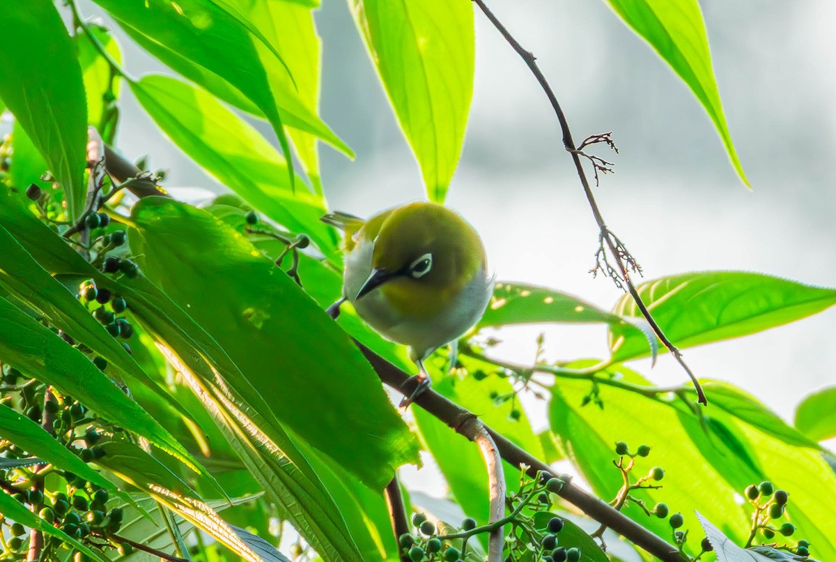 Indian White-eye - ML643237165