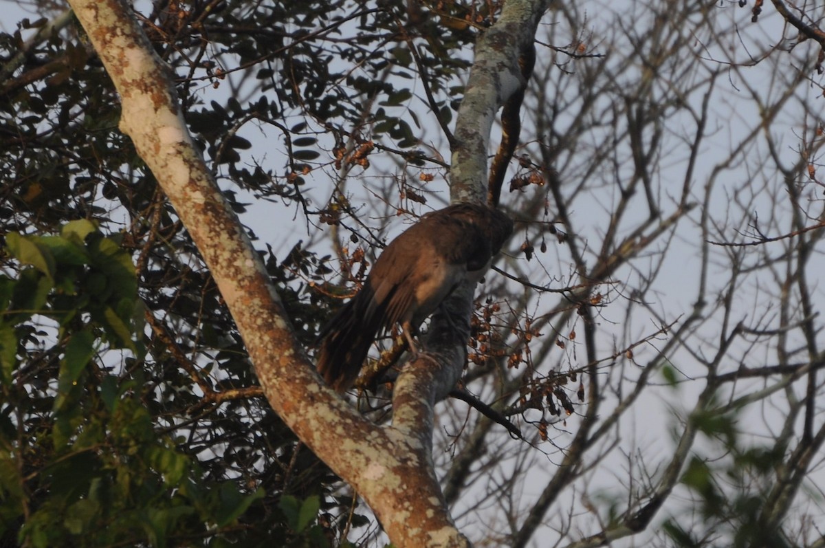 West Mexican Chachalaca - ML643237194
