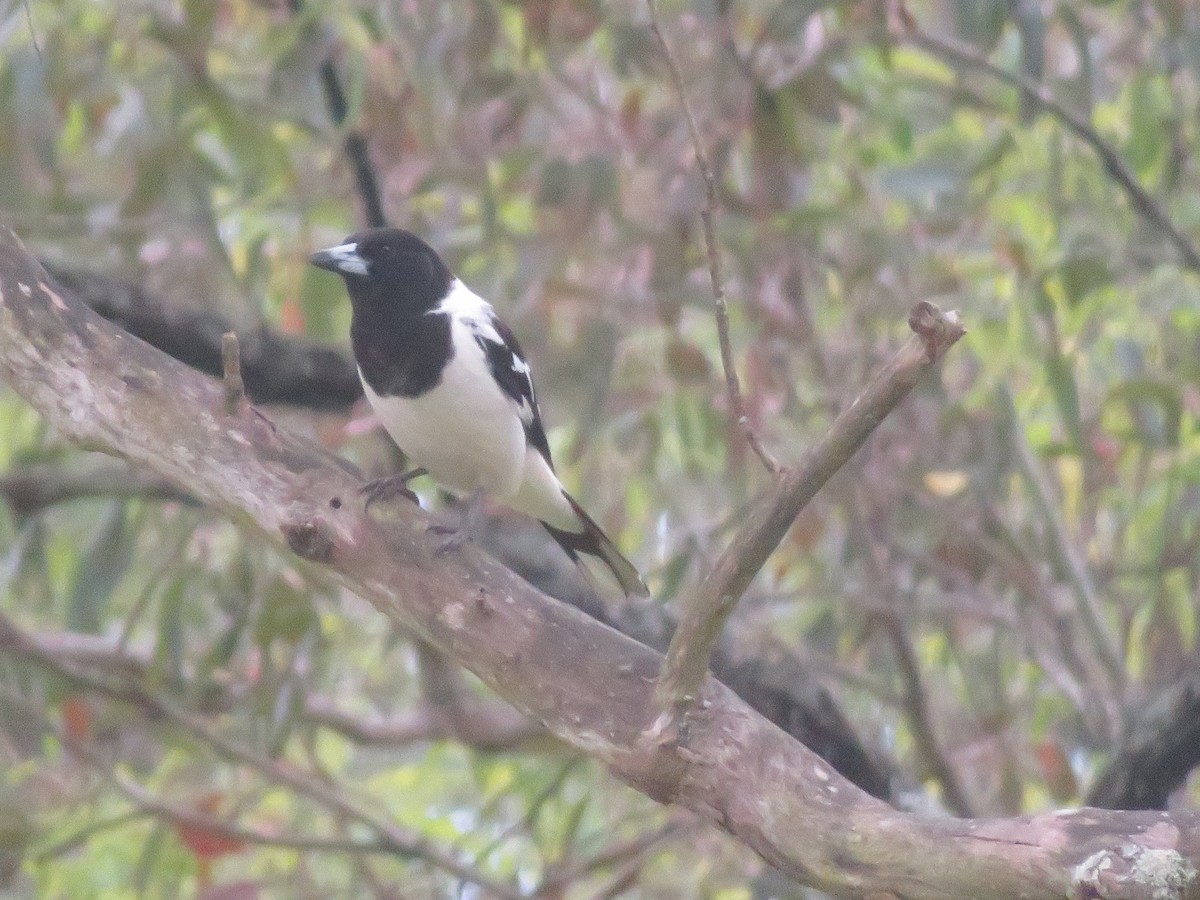 ノドグロモズガラス - ML643237210