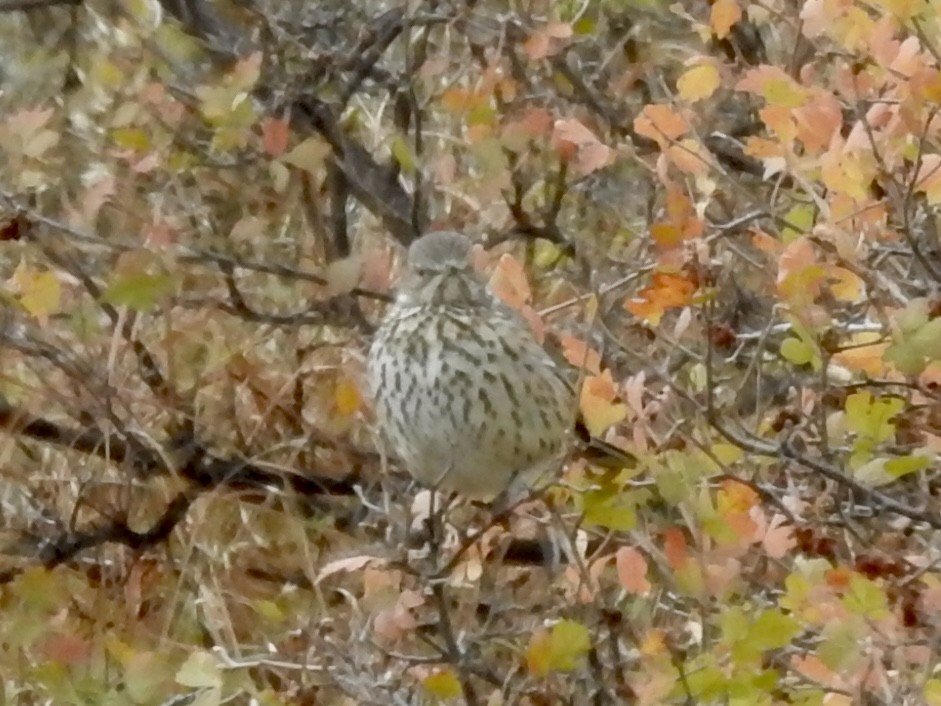 Sage Thrasher - ML643237213