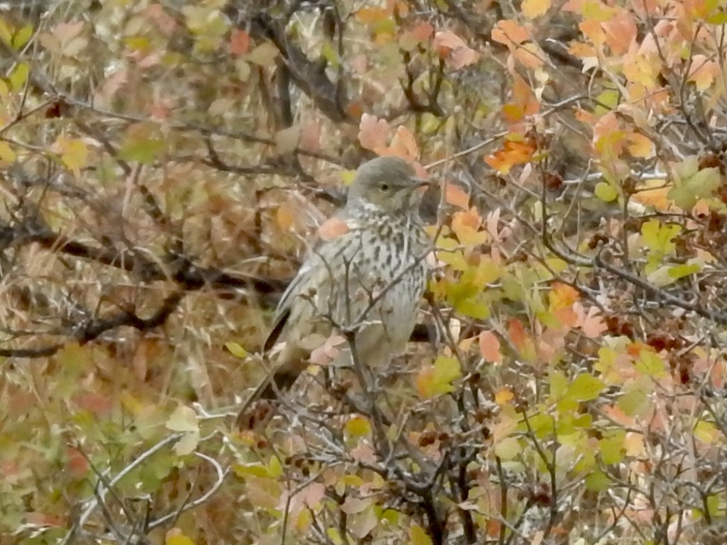 Sage Thrasher - ML643237214