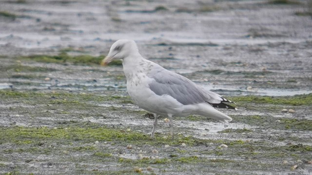 European Herring Gull - ML643237229