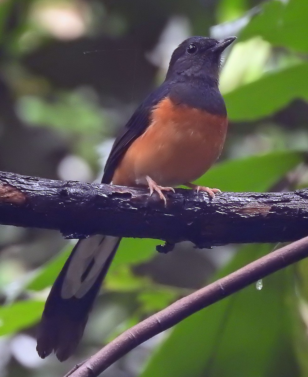 White-rumped Shama - ML643237235