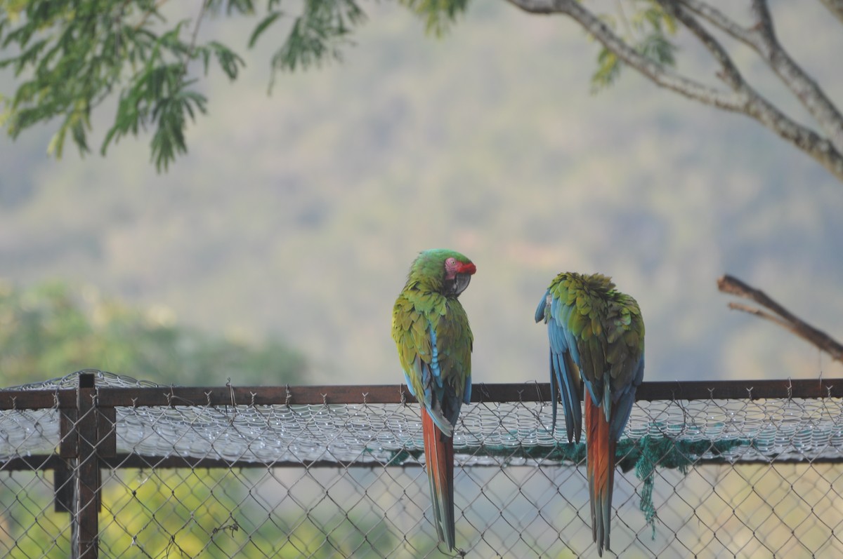 Military Macaw - ML643237253
