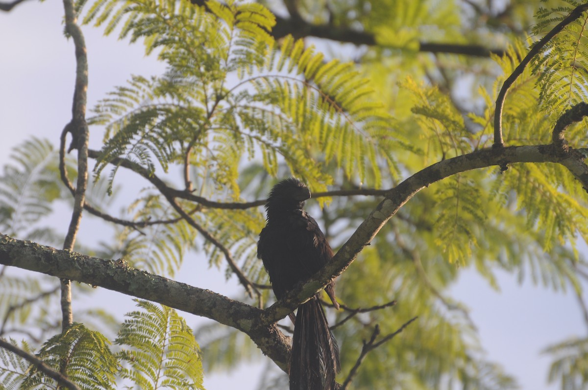 Groove-billed Ani - ML643237269